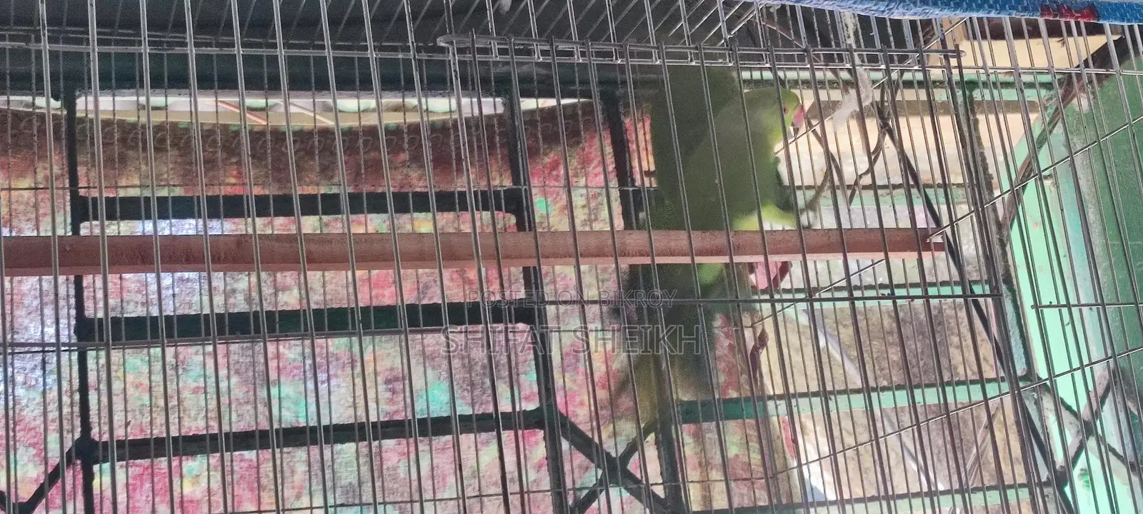 Indian Ringneck