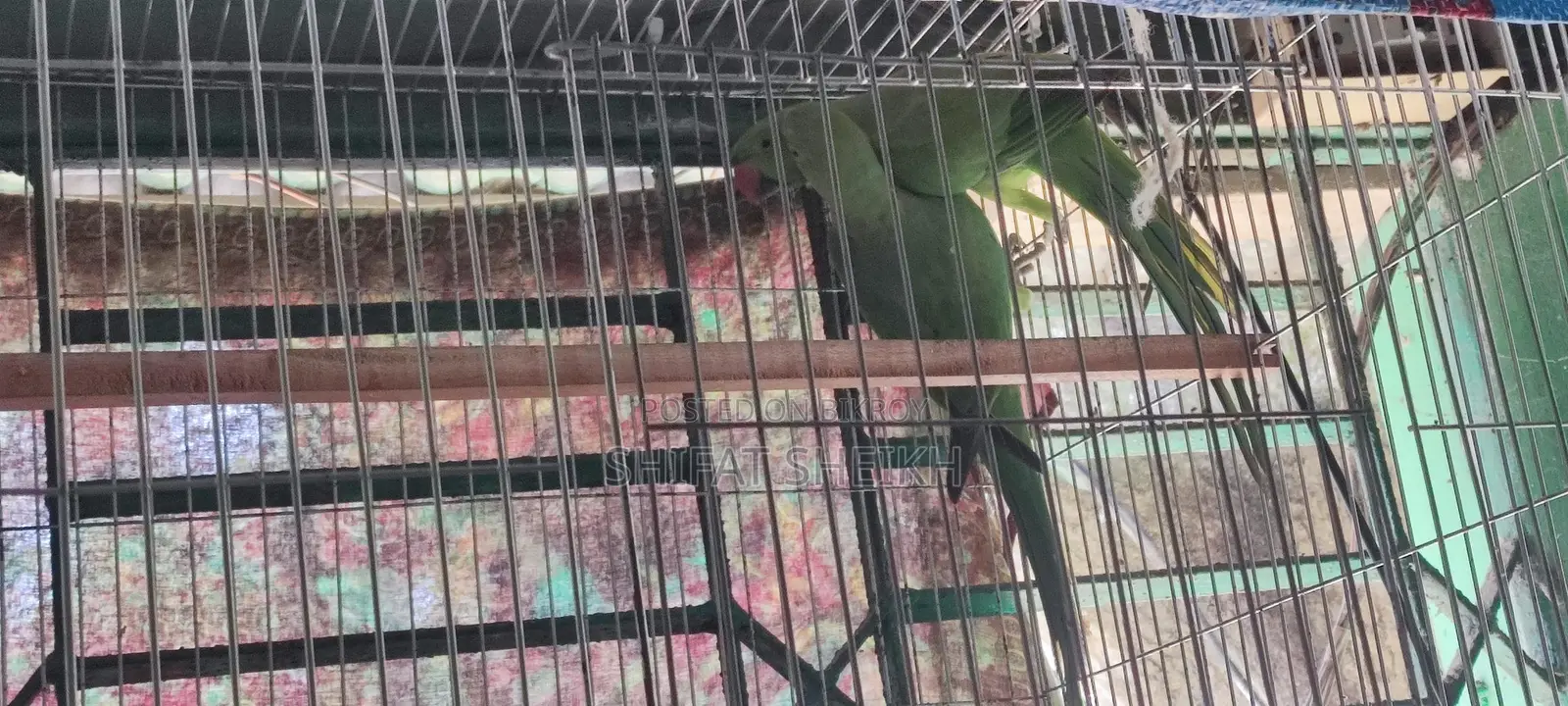 Indian Ringneck