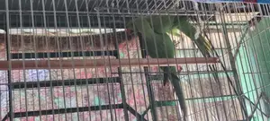 Indian Ringneck