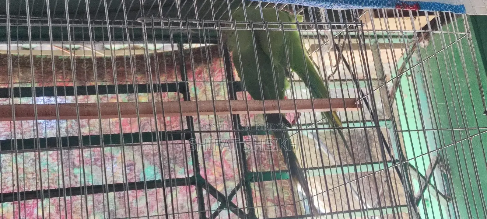 Indian Ringneck
