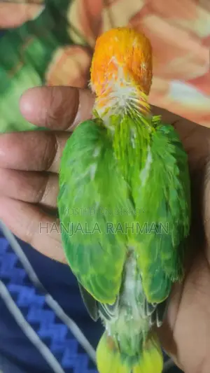 Lovebird
