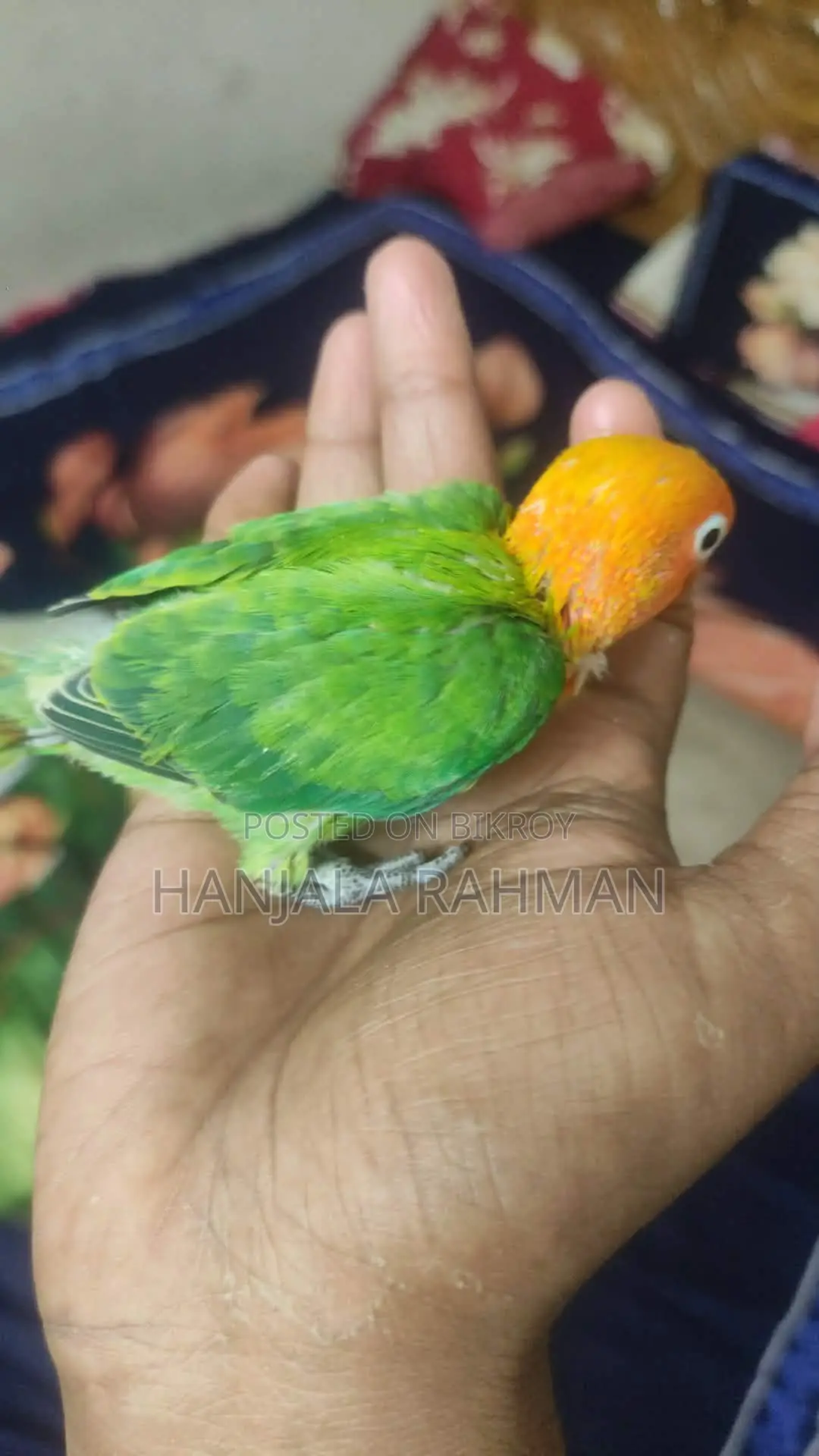 Lovebird