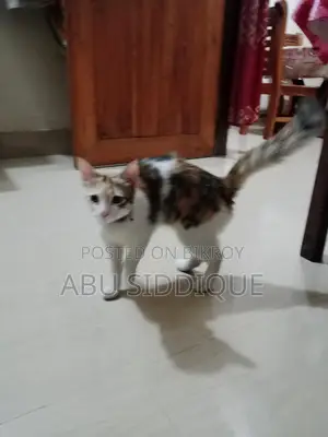 ক্রসের ছয় মাস বয়সের মেল ফিমেল বিড়াল
