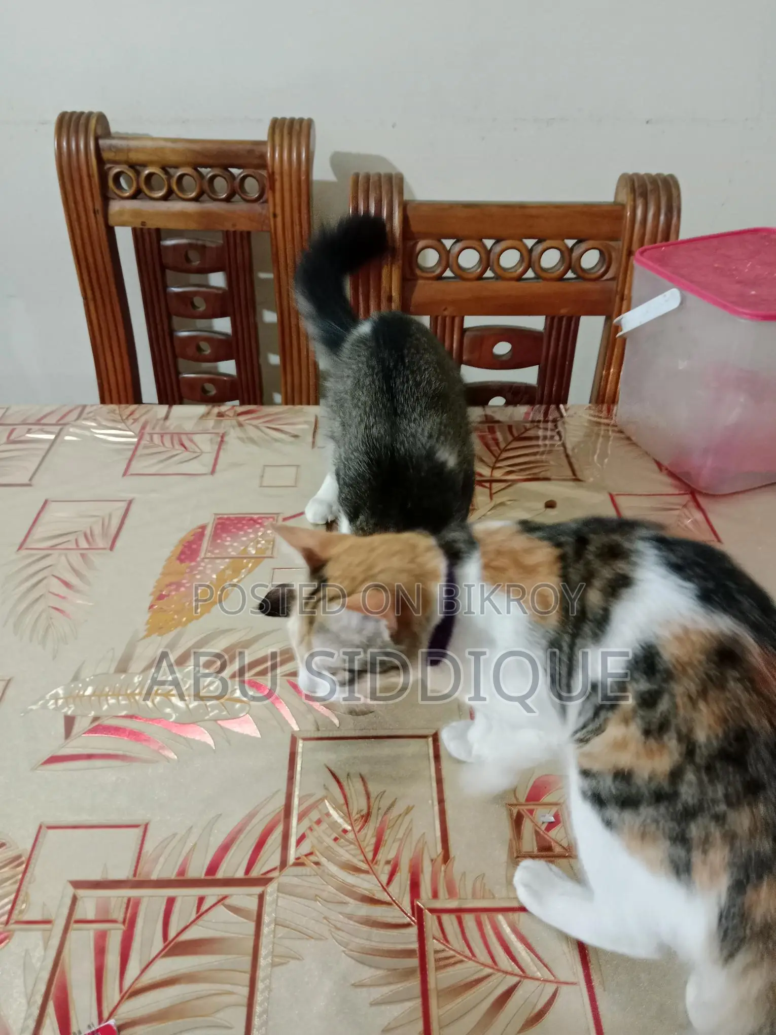 ক্রসের ছয় মাস বয়সের মেল ফিমেল বিড়াল