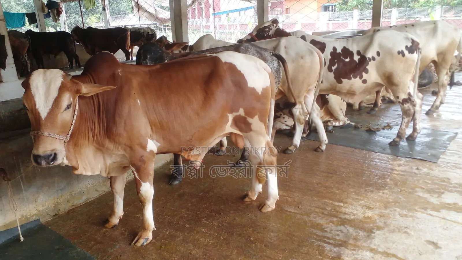 1048 No. 6 High-Quality Young Bulls for Sale