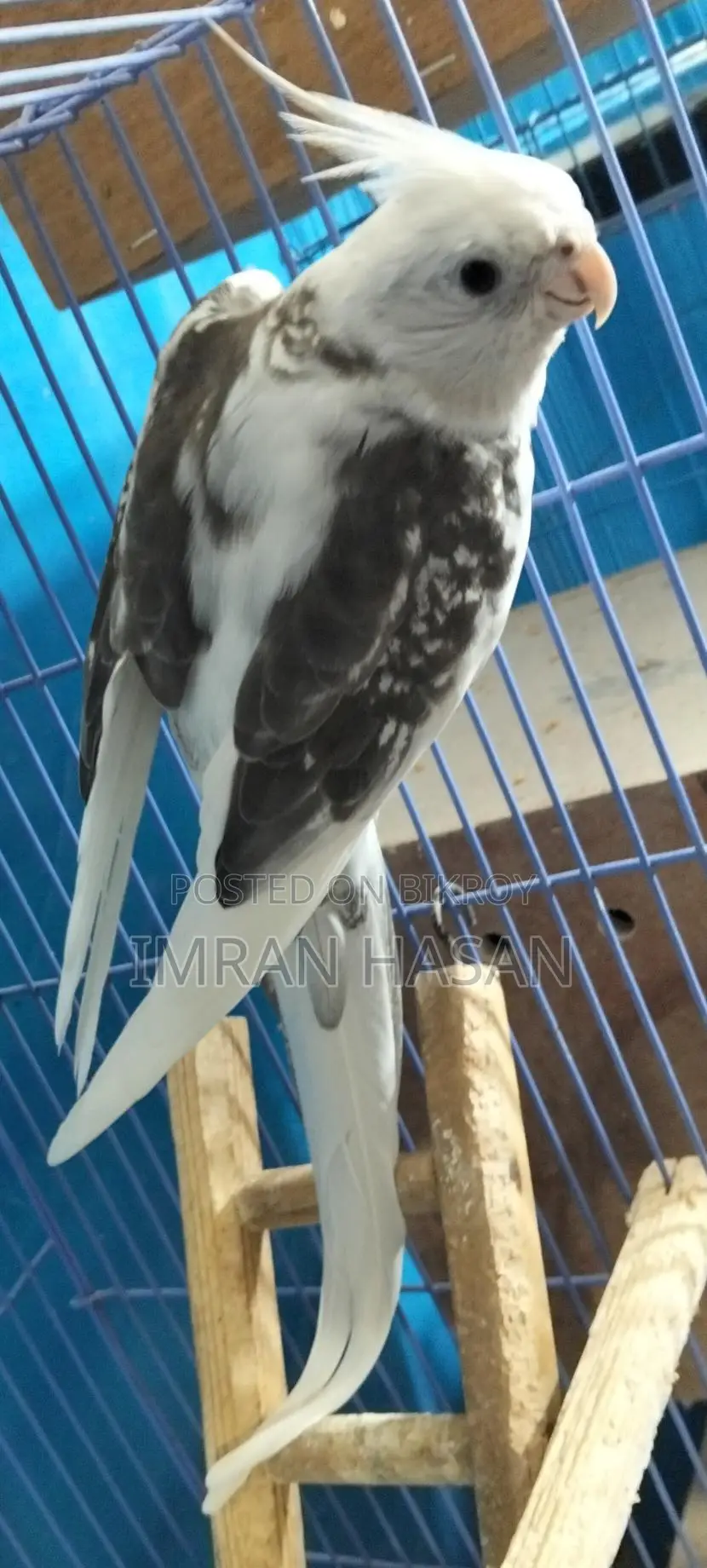 Cockatiel Adult Male for Sale