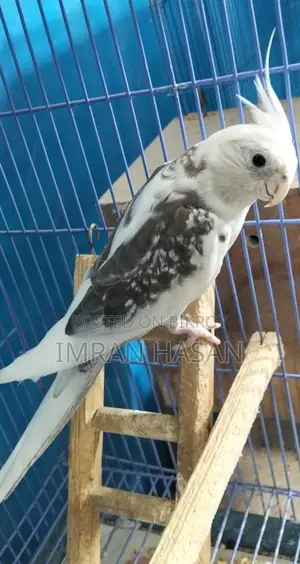 Cockatiel Adult Male for Sale