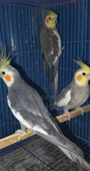Cockatiel Adult Male for Sale