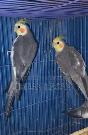 Cockatiel Adult Male for Sale