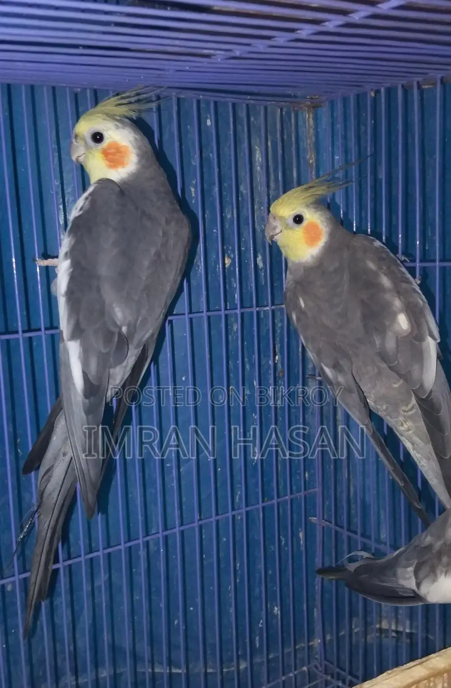Cockatiel Adult Male for Sale