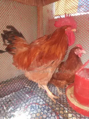 টাইগার মুরগির বীজ ডিম