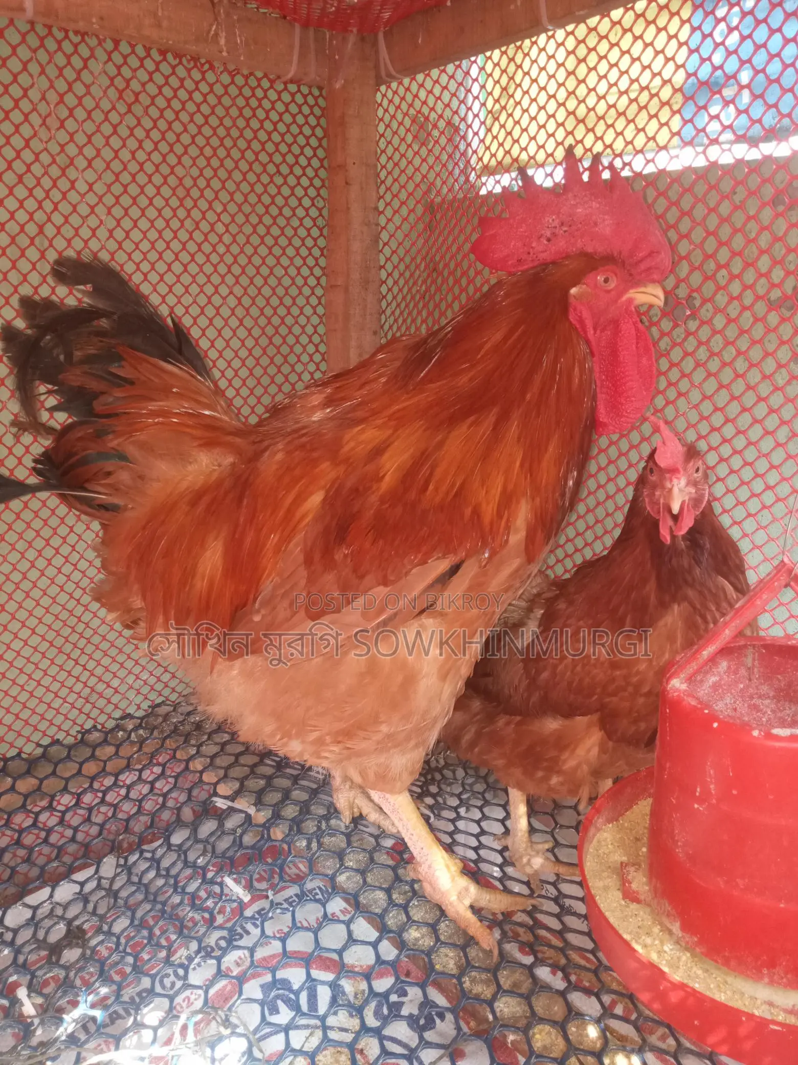টাইগার মুরগির বীজ ডিম