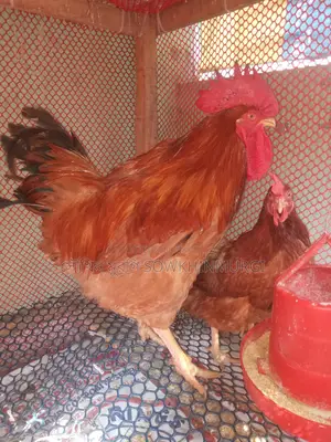 টাইগার মুরগির বীজ ডিম
