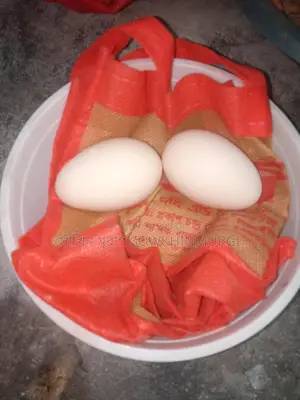 টাইগার মুরগির বীজ ডিম