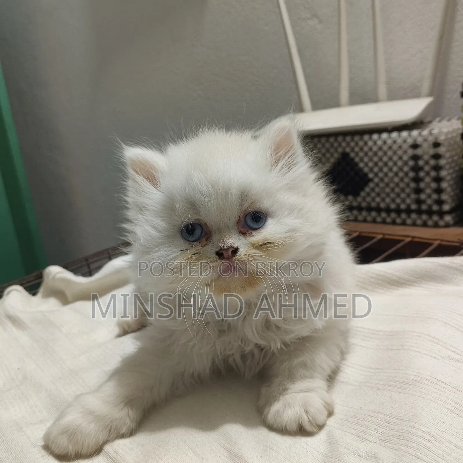 Cat For Sale