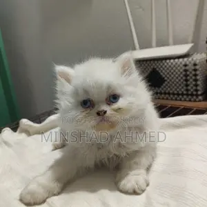 Cat For Sale