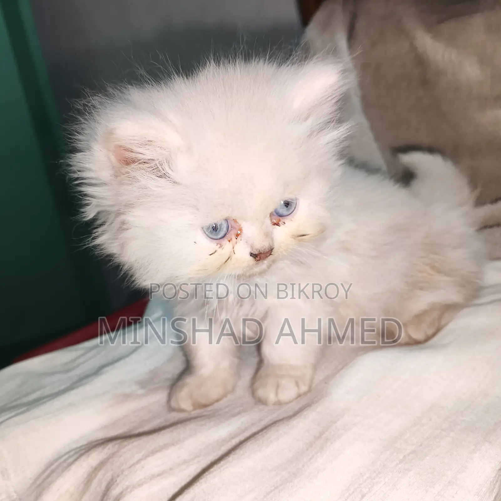 Cat For Sale