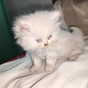 Cat For Sale