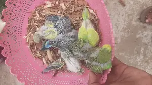 ৬ টা বাজিগারের বাচ্চা বিক্রয় হবে