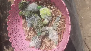 ৬ টা বাজিগারের বাচ্চা বিক্রয় হবে