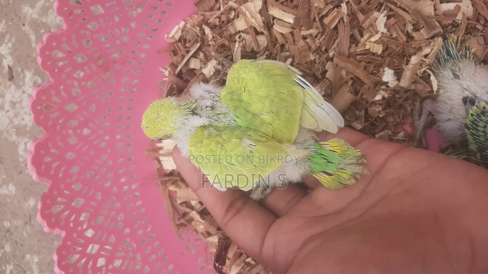 ৬ টা বাজিগারের বাচ্চা বিক্রয় হবে
