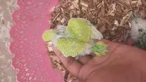 ৬ টা বাজিগারের বাচ্চা বিক্রয় হবে