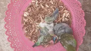 ৬ টা বাজিগারের বাচ্চা বিক্রয় হবে