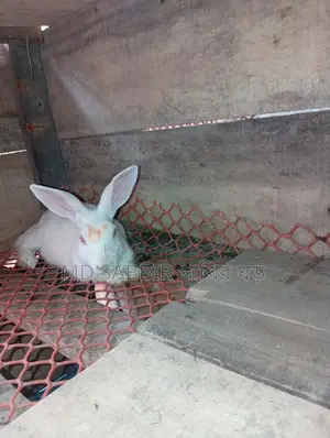 A Pair of Rabbits