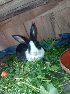A Pair of Rabbits