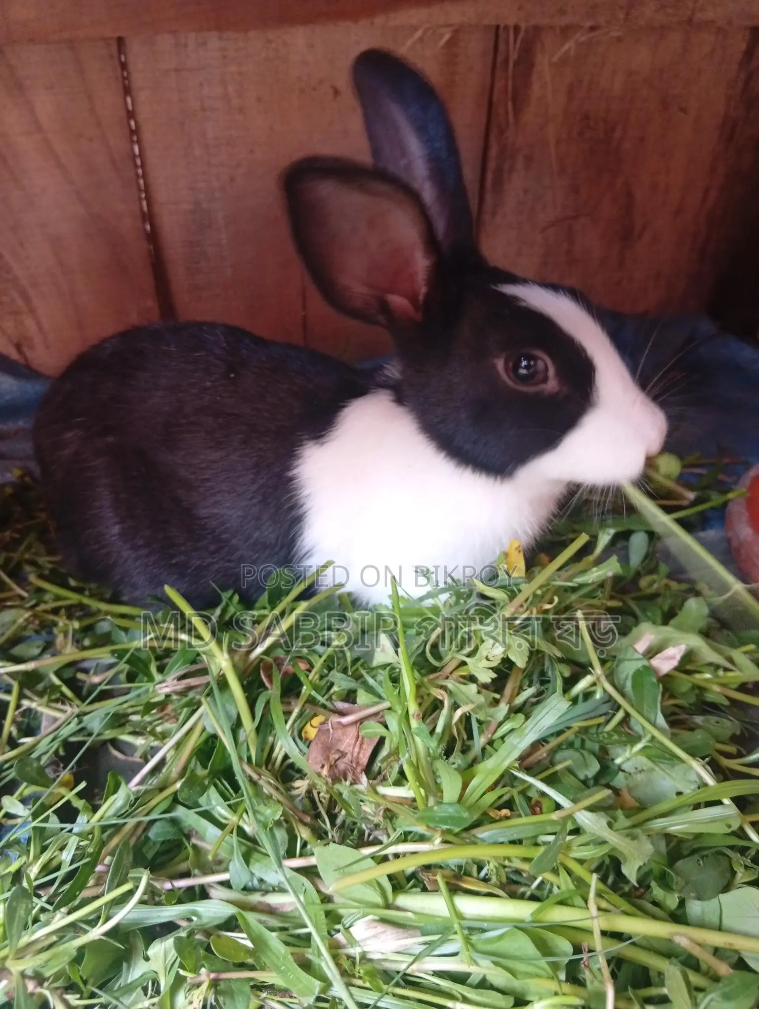 A Pair of Rabbits