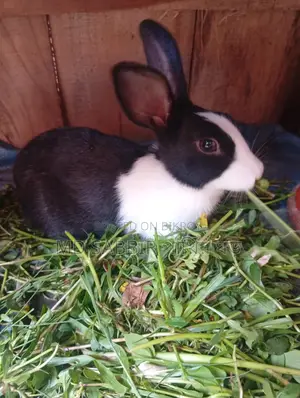 A Pair of Rabbits