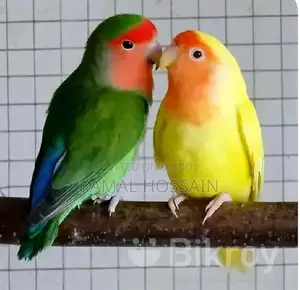 ককাটেল লাভবার্ড বিক্রি করবো