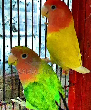 ককাটেল লাভবার্ড বিক্রি করবো