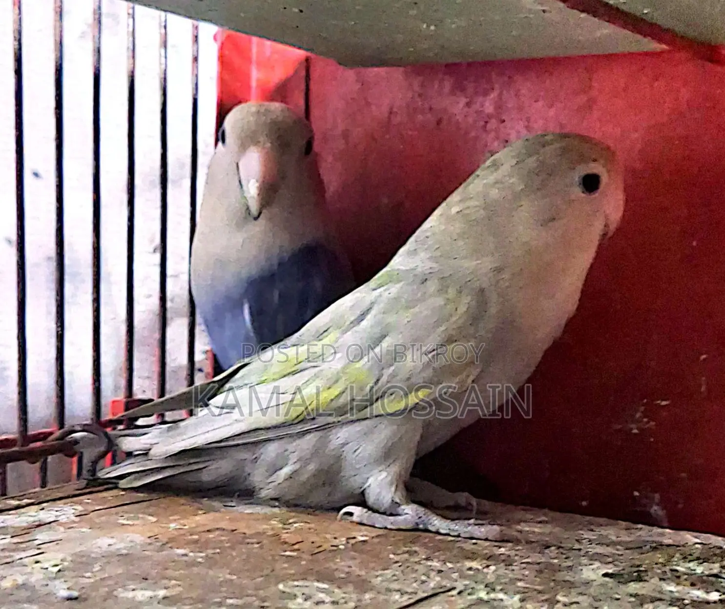 ককাটেল লাভবার্ড বিক্রি করবো
