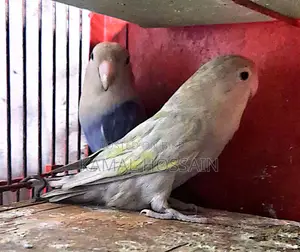 ককাটেল লাভবার্ড বিক্রি করবো