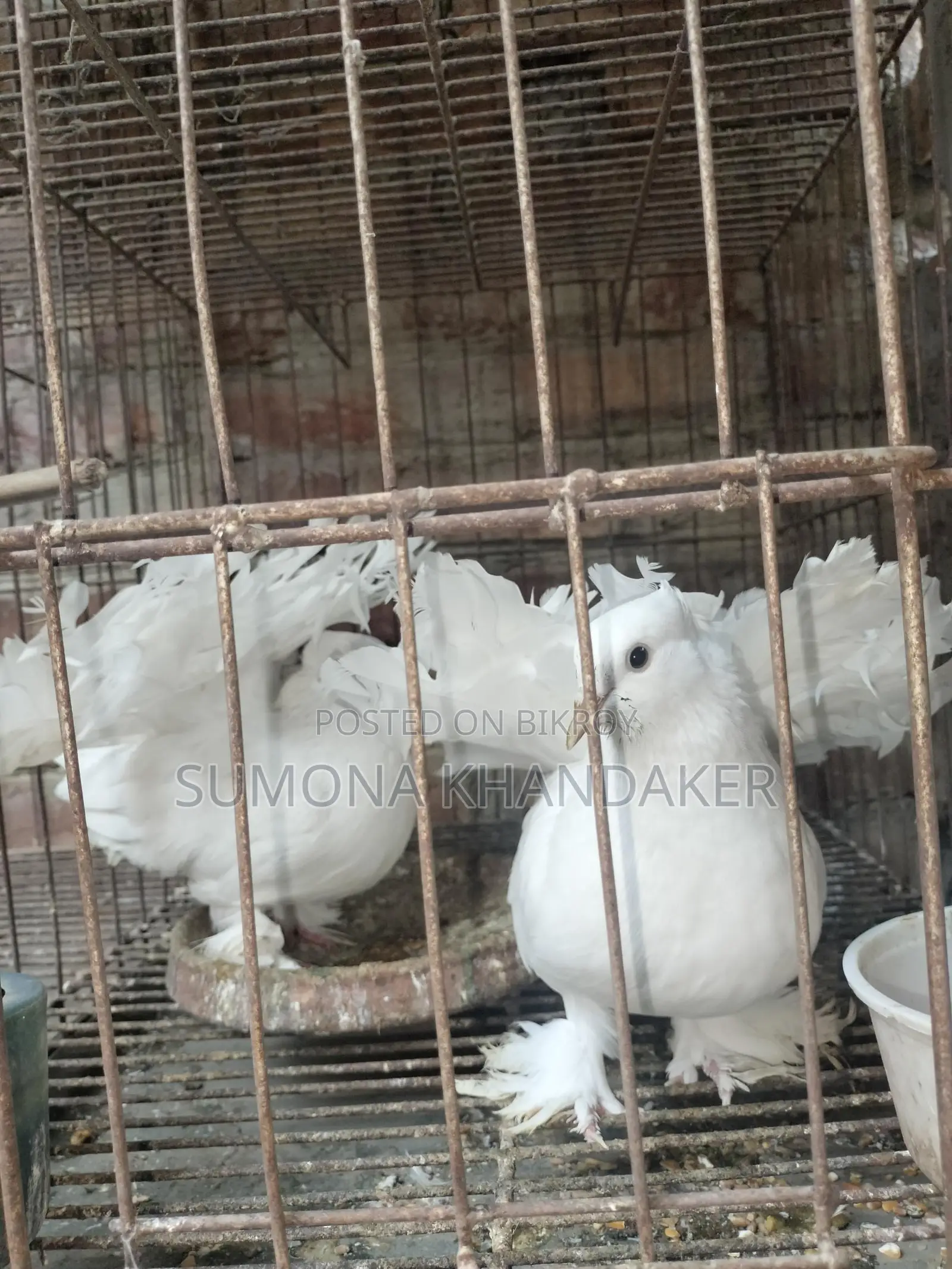 ১ জোড়া এডাল্ট লক্ষা