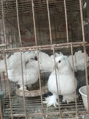 ১ জোড়া এডাল্ট লক্ষা