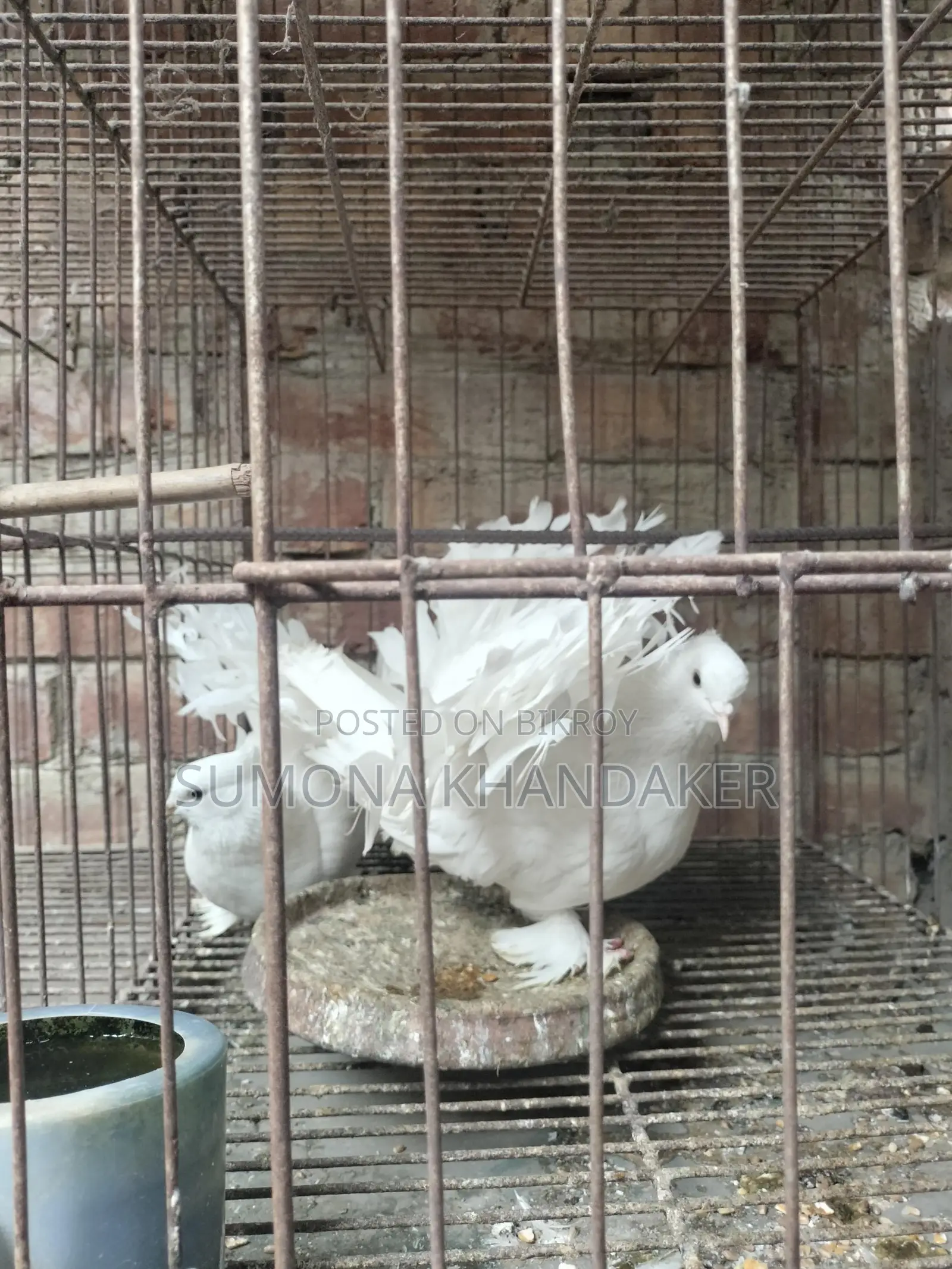 ১ জোড়া এডাল্ট লক্ষা