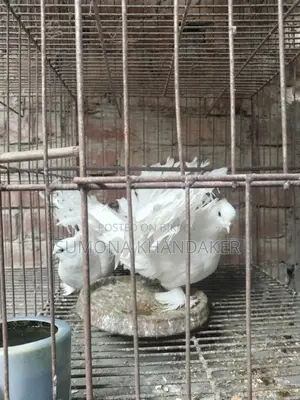 ১ জোড়া এডাল্ট লক্ষা