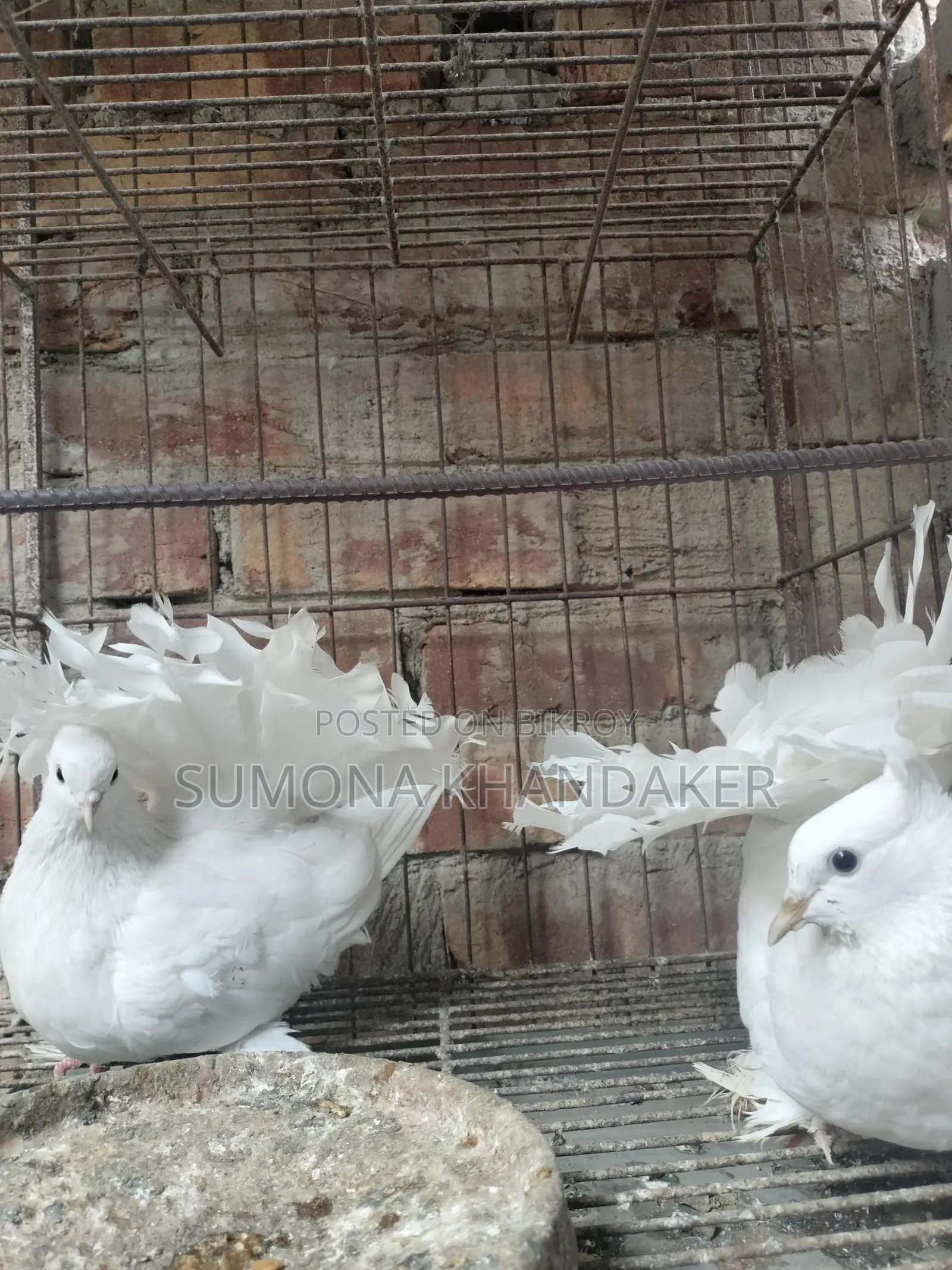 ১ জোড়া এডাল্ট লক্ষা