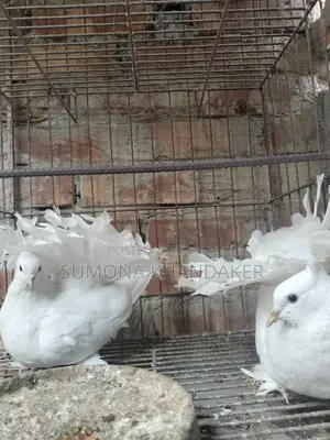 ১ জোড়া এডাল্ট লক্ষা