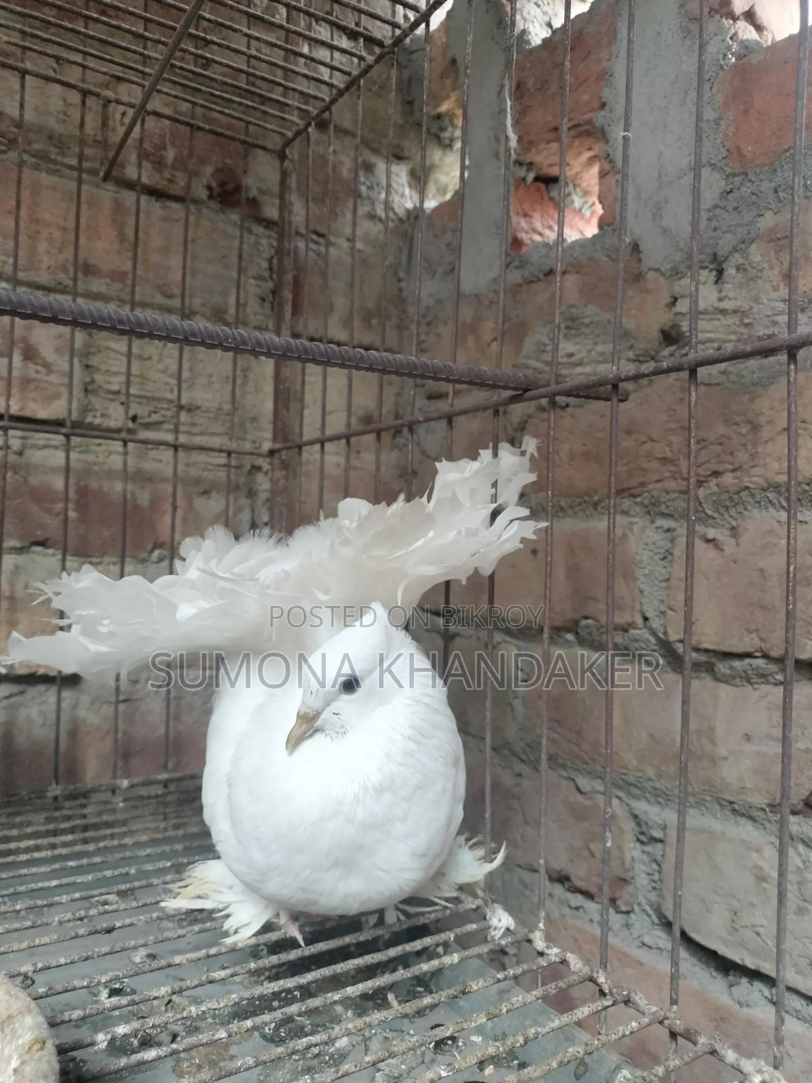 ১ জোড়া এডাল্ট লক্ষা