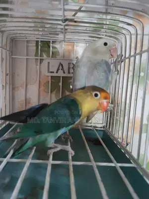 লাভবার্ড মাস্টার পেয়ার