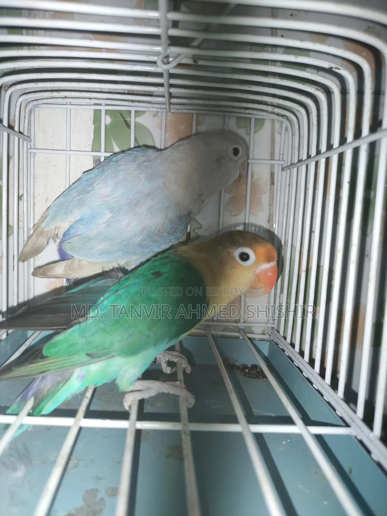 লাভবার্ড মাস্টার পেয়ার