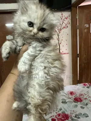 Traditional Persian Female & Male Kitten