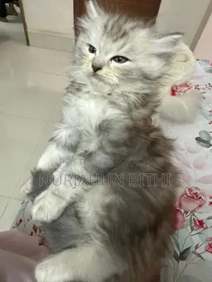 Traditional Persian Female & Male Kitten