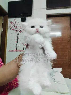 Traditional Persian Female & Male Kitten