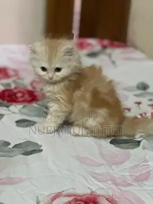 Traditional Persian Female & Male Kitten