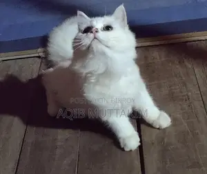 White Persian Female