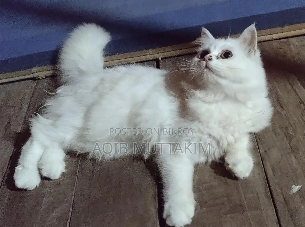 White Persian Female